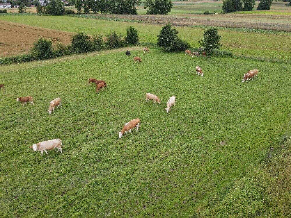 Kuhherde auf dem Hof Riedweid in Mosen