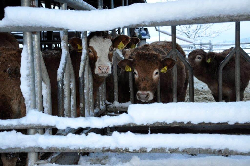 Die Kühe auf dem Hof Riedweid im Schnee