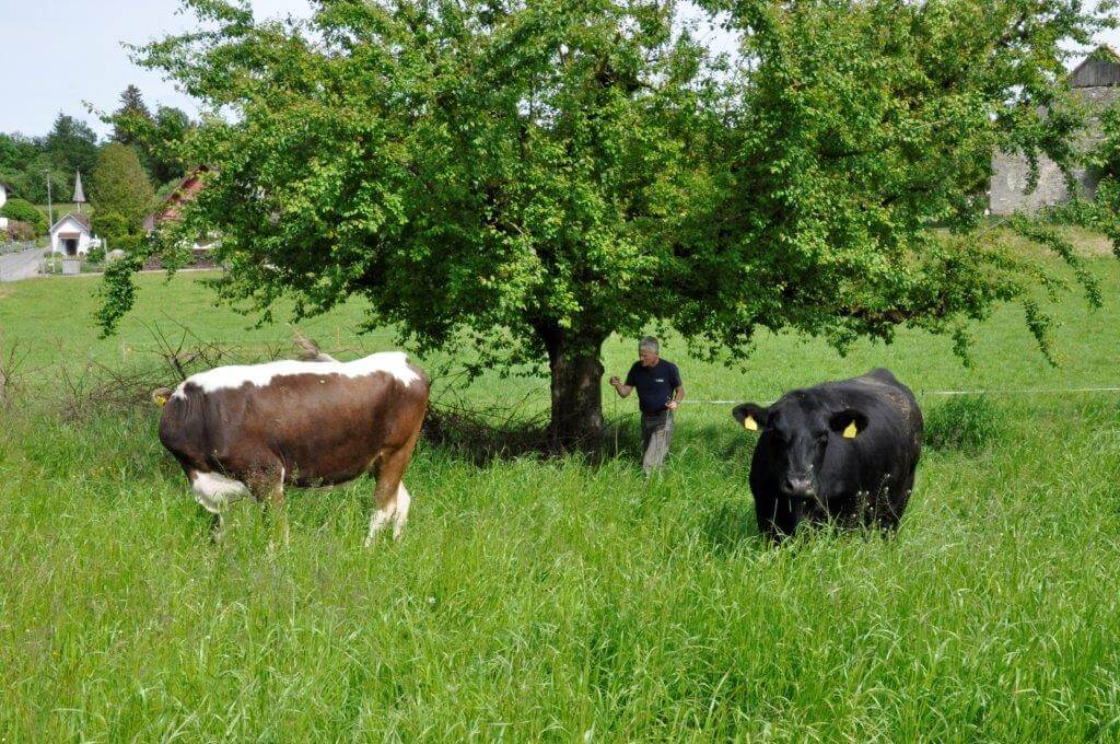 Jost auf der Kuhwiese auf dem Hof Riedweid
