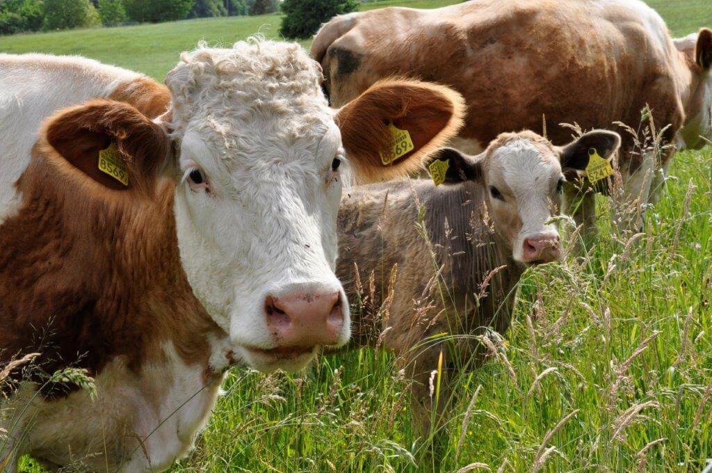 Eine Kuh und ihr Kälbchen vom Hof Riedweid im Seetal