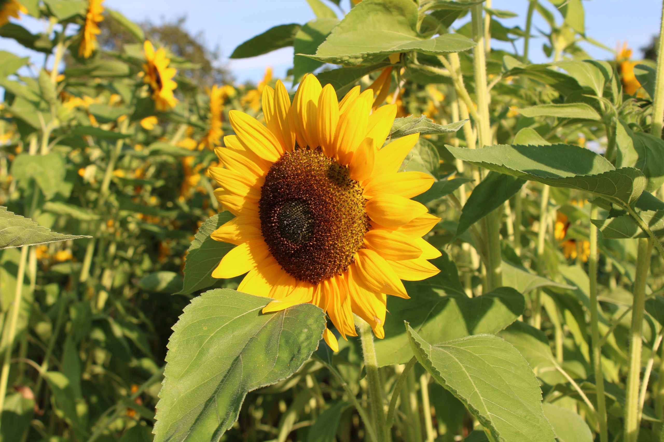 Blumen zum selber schneiden vom Hof Riedweid im Seetal