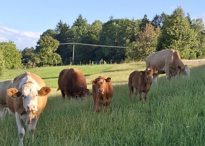 Kühe auf unserem Hof in Tägerig