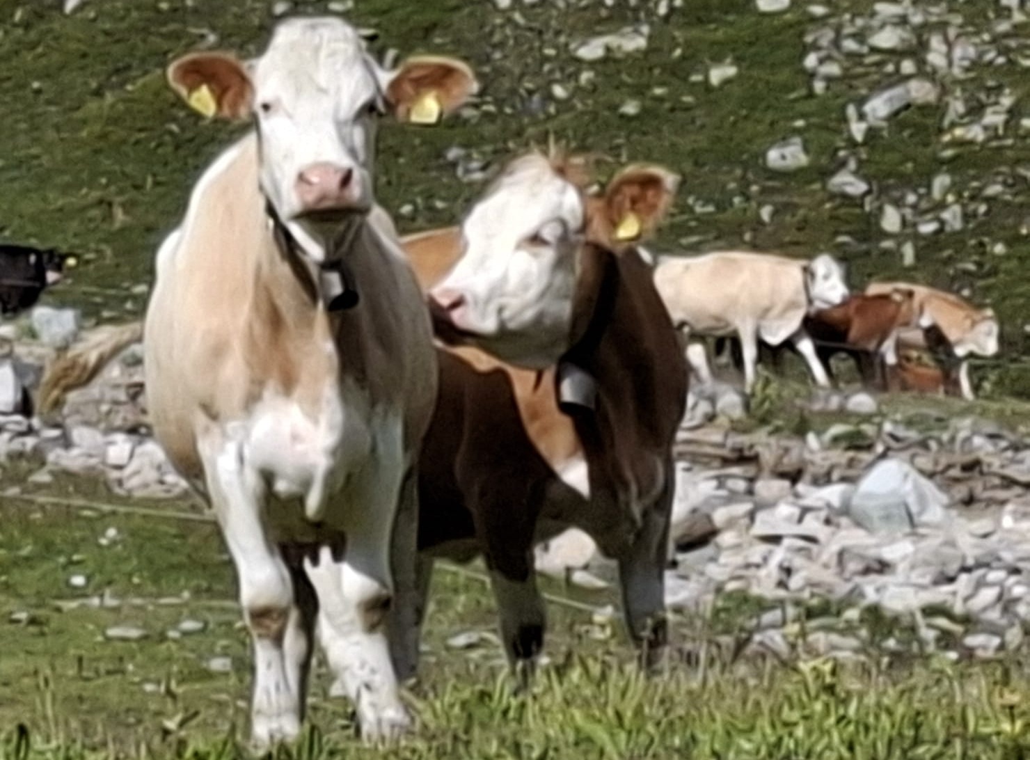 Unsere Kühe auf der Alp