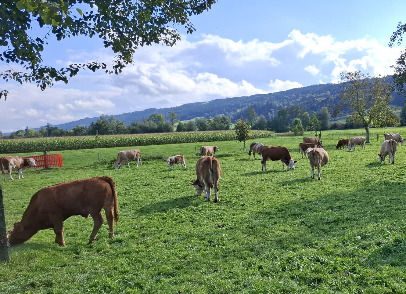 Unsere Kühe – zurück von ihrem Alpaufenthalt.