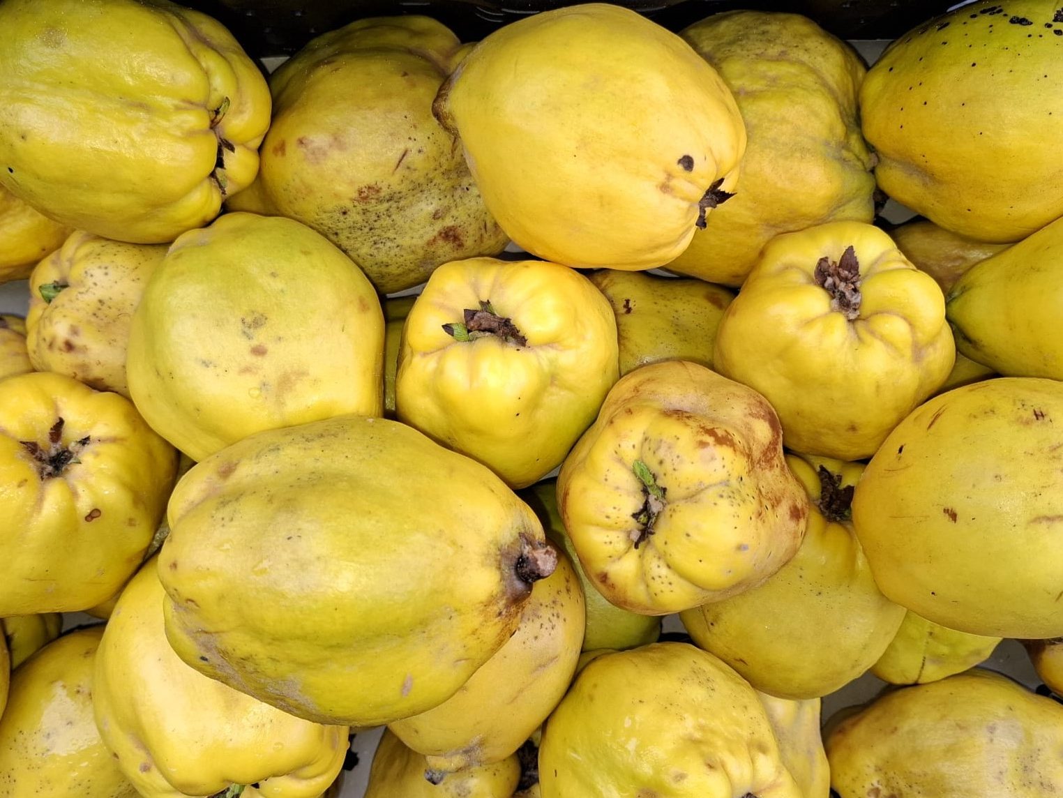 Quitten in strahlendem Gelb.