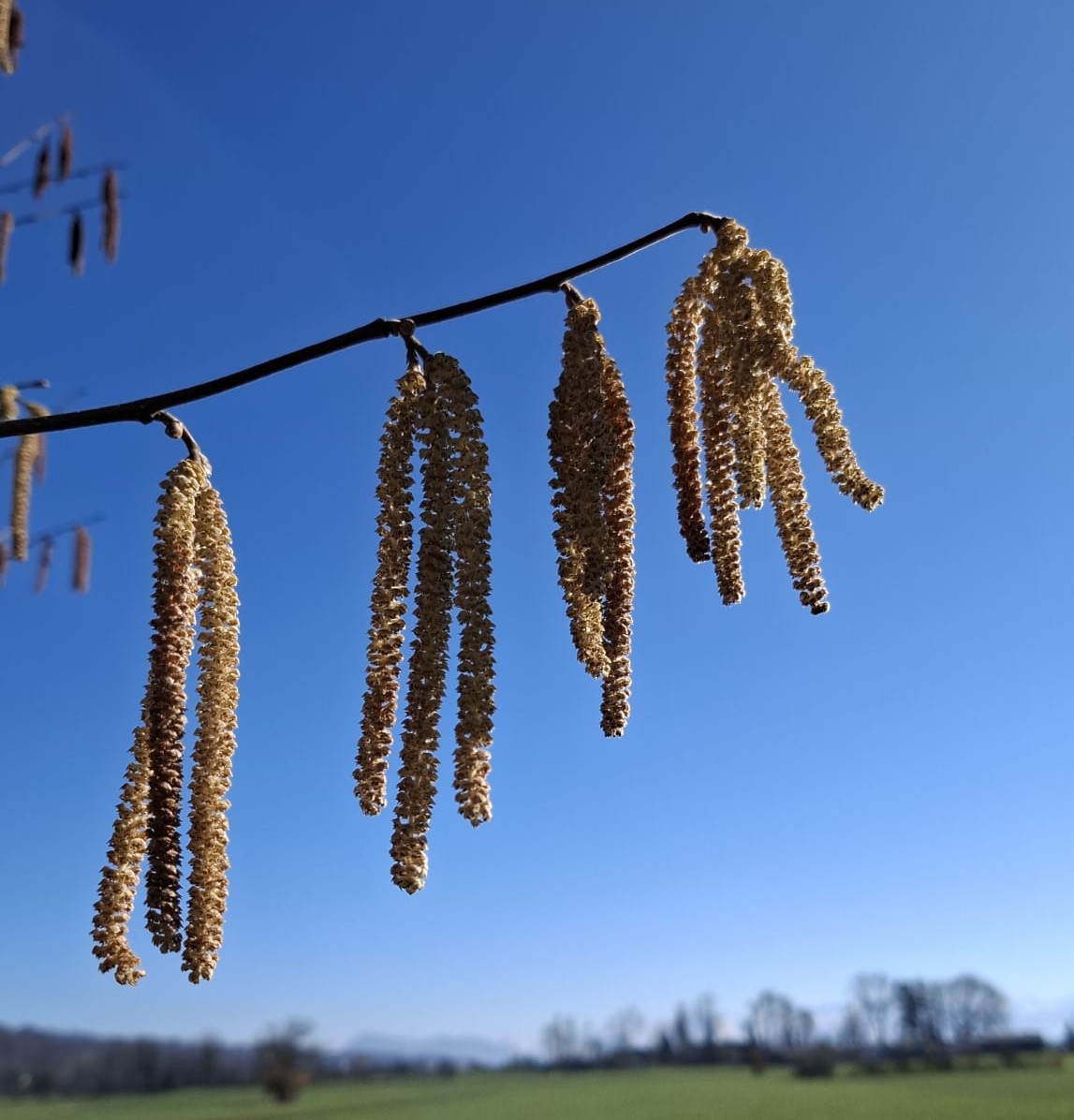 Die Hasel ist bereit für wärmere Zeiten.