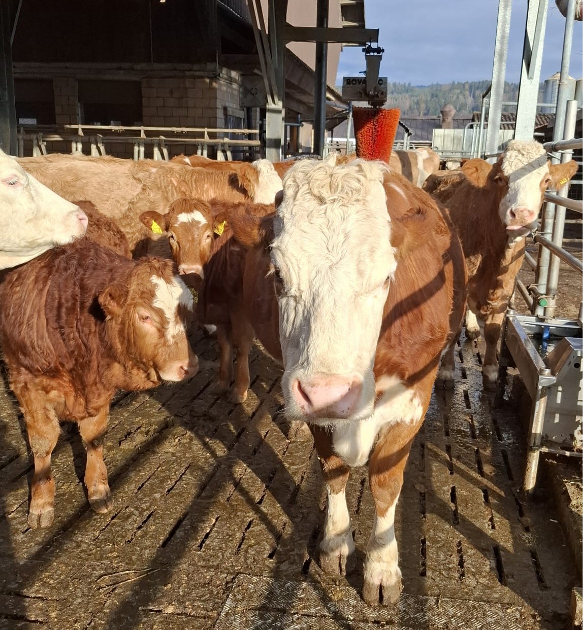 Unsere Kühe im Laufhof.