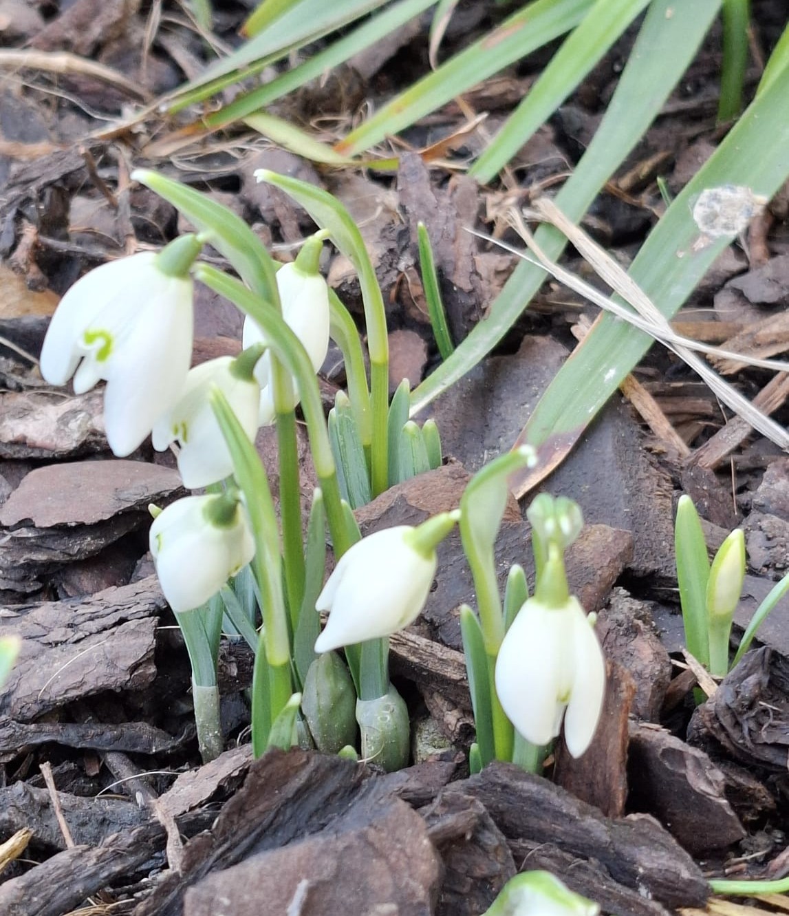 Meldet sich da etwa schon der Frühling?