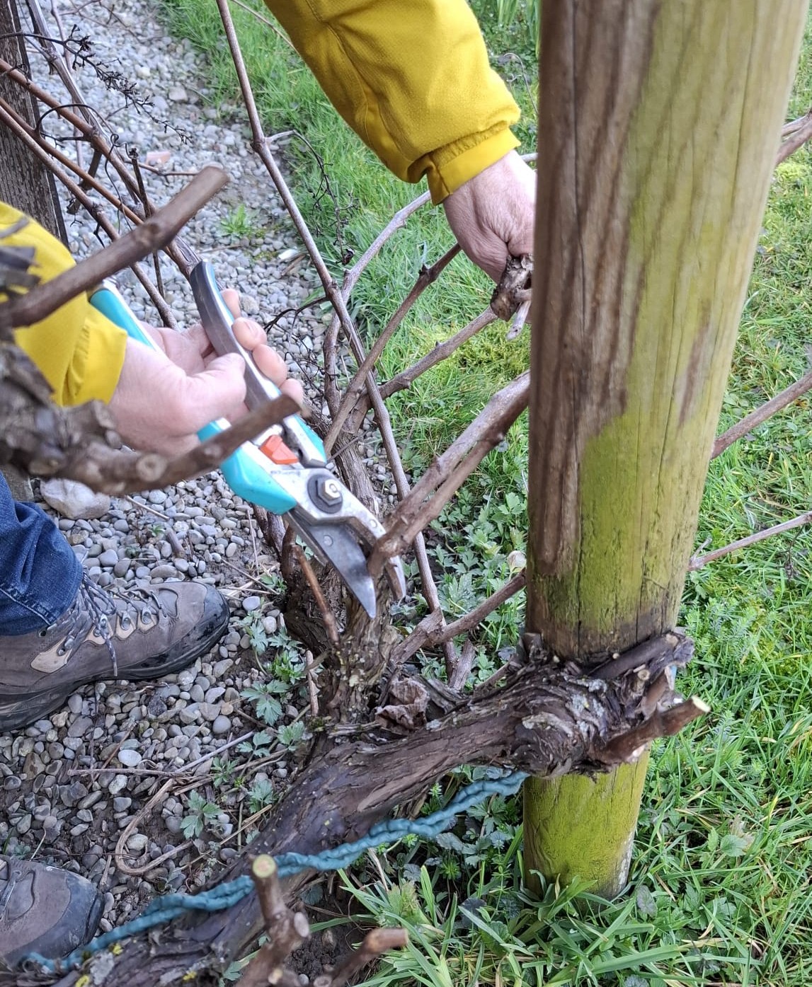Damit wir uns über süsse Trauben freuen können: Der Rebe-Schnitt.