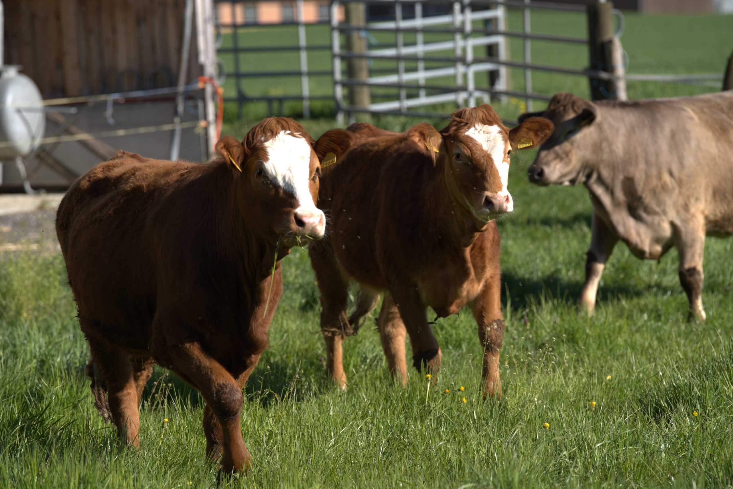 Die Rinder sind nun auf der Weide.