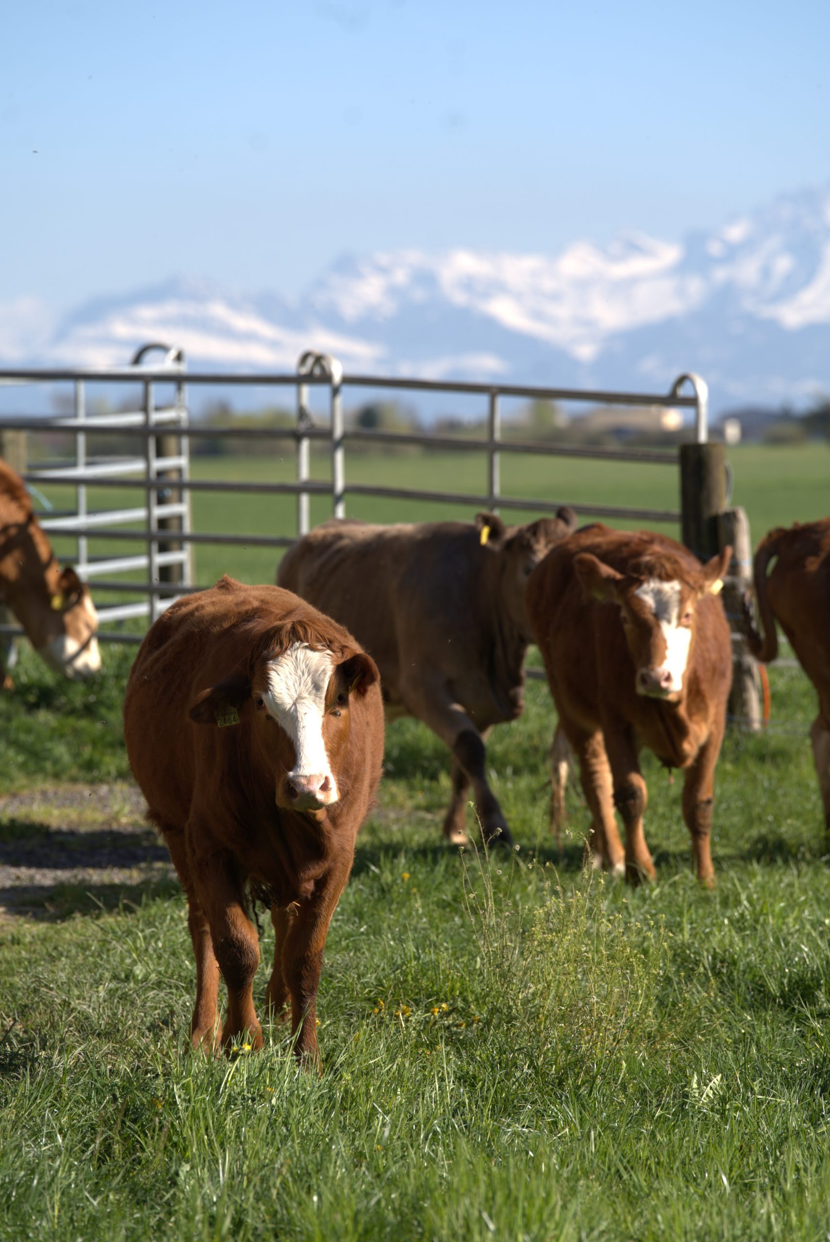 Auch die Rinder geniessen die Frühlingsluft.