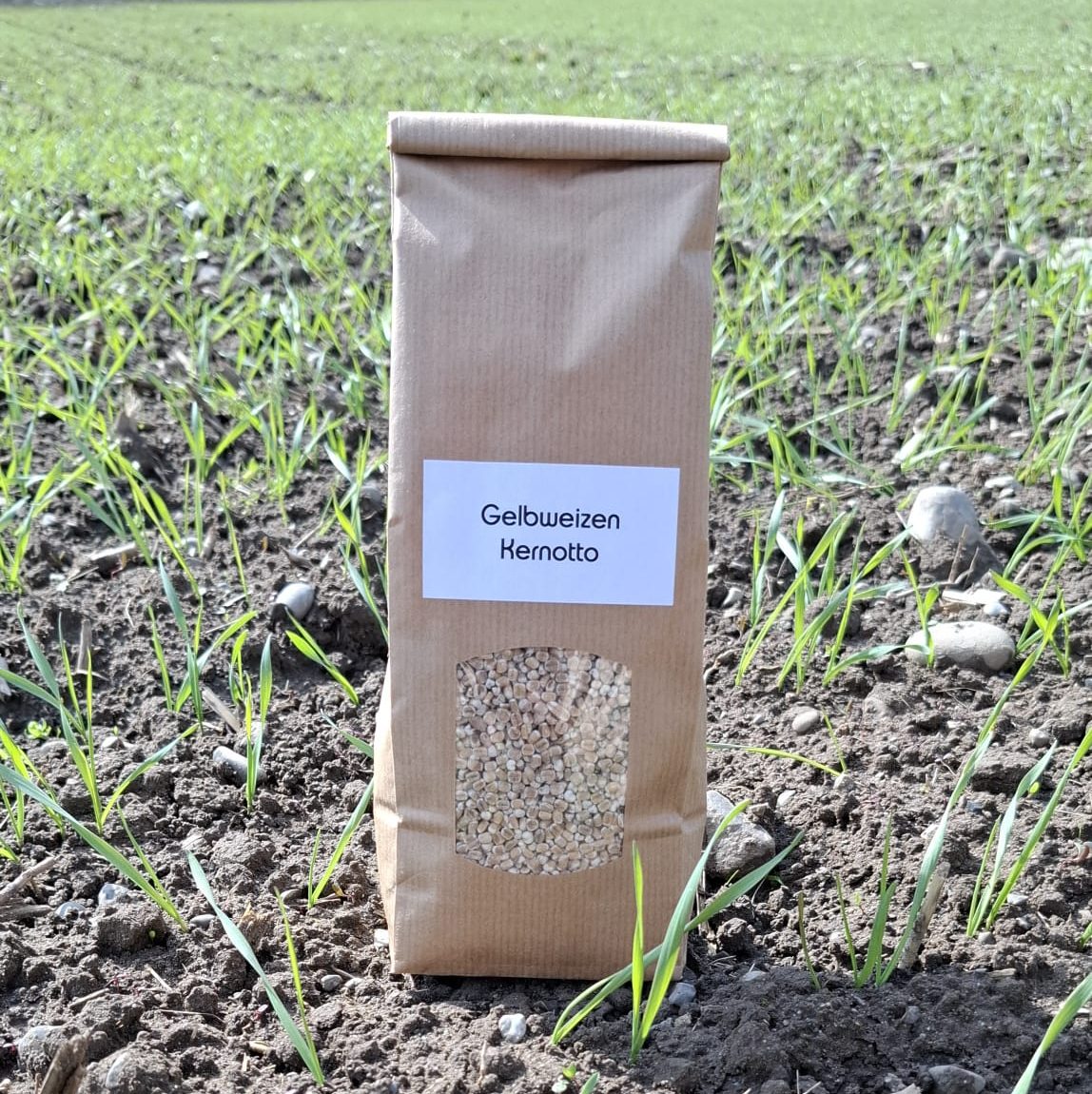Kann im Juli geernet und zu Kernotto verarbeitet werden: der Gelbweizen.