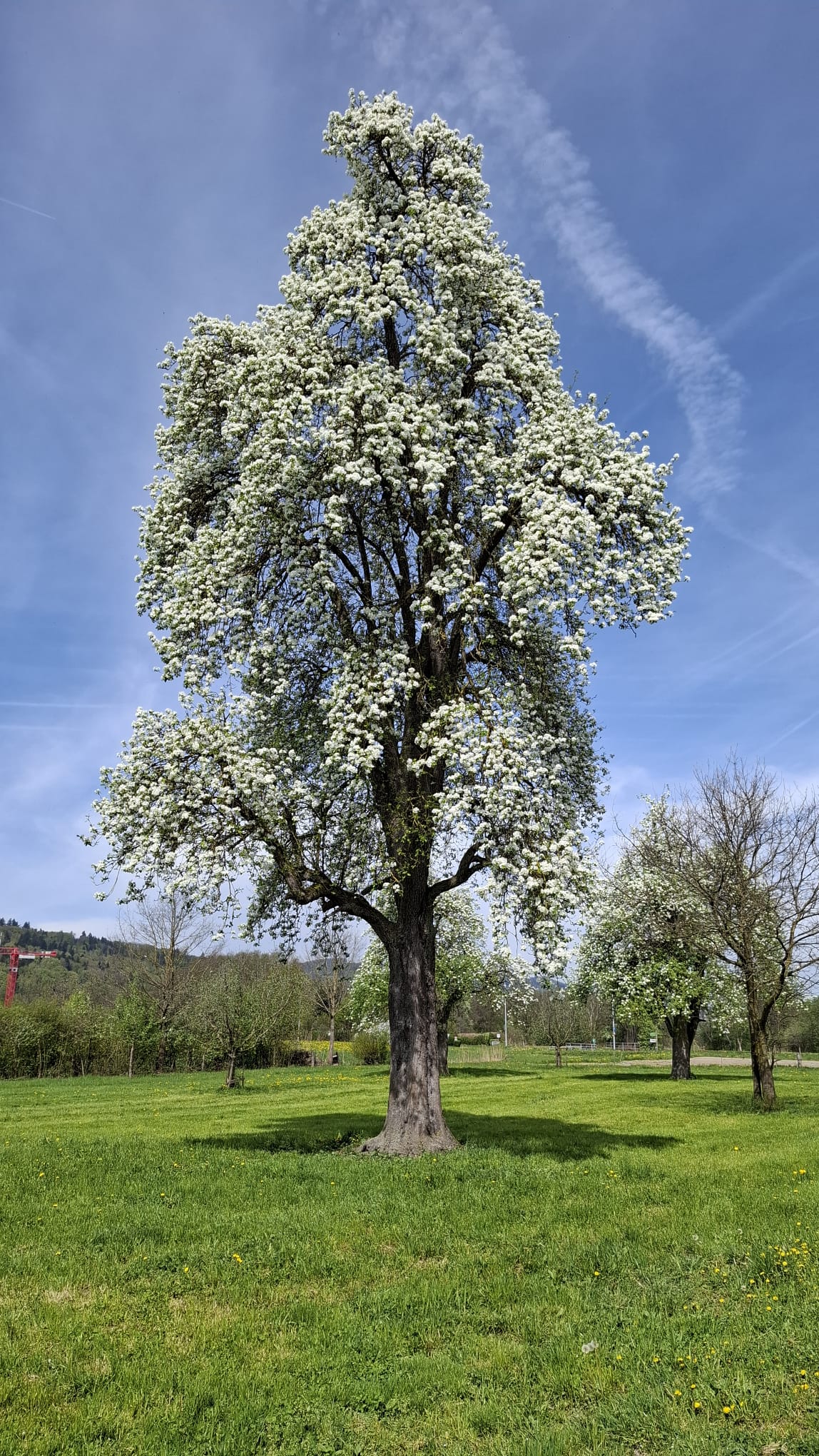 Der Birnbaum (Wasserbirne) in voller Blüte.