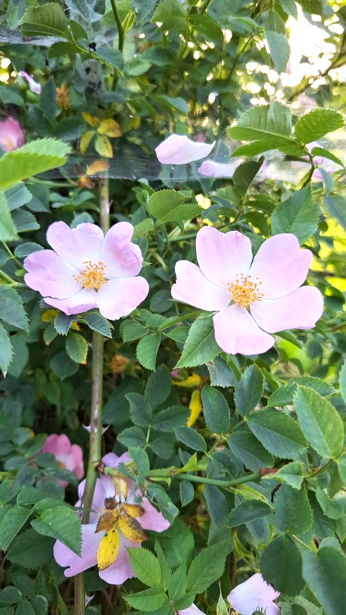 Blickfang im Grünen: Unsere Heckenrosen.