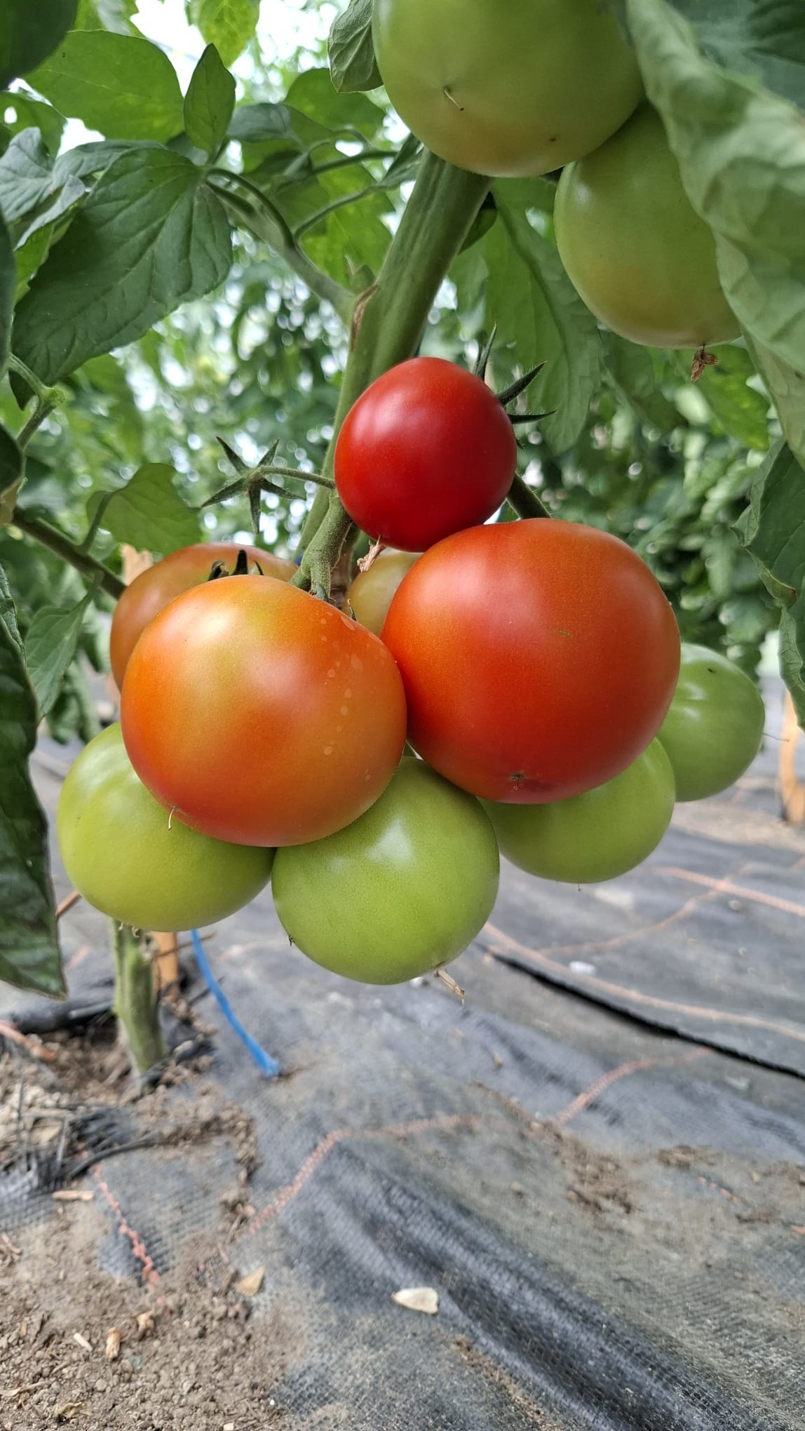 Wie wäre es mit einem frischen Tomaten-Mozzarella-Salat?