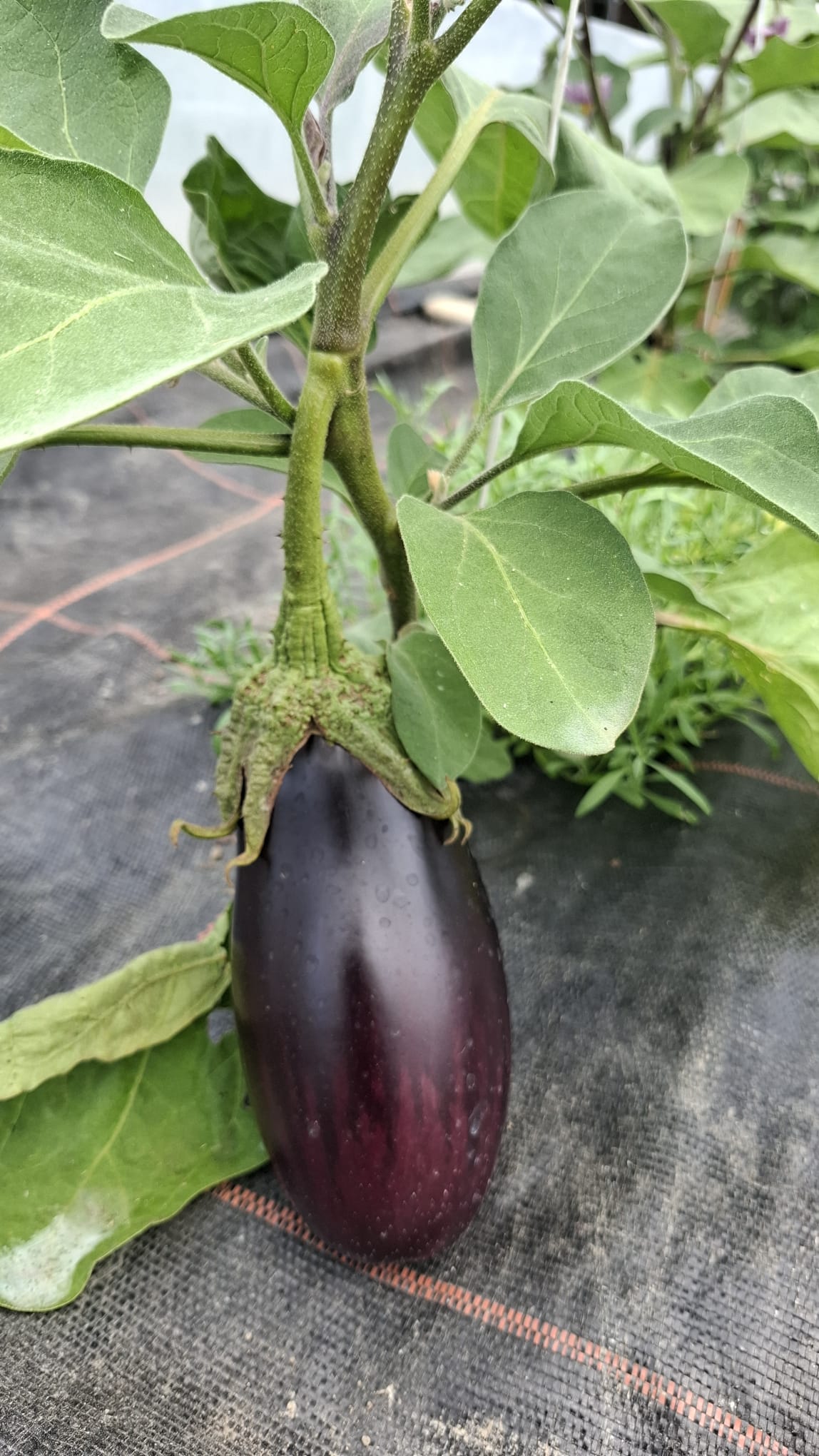 Neben Tomaten und Peperoni reifen auch die Auberginen prächtig heran.