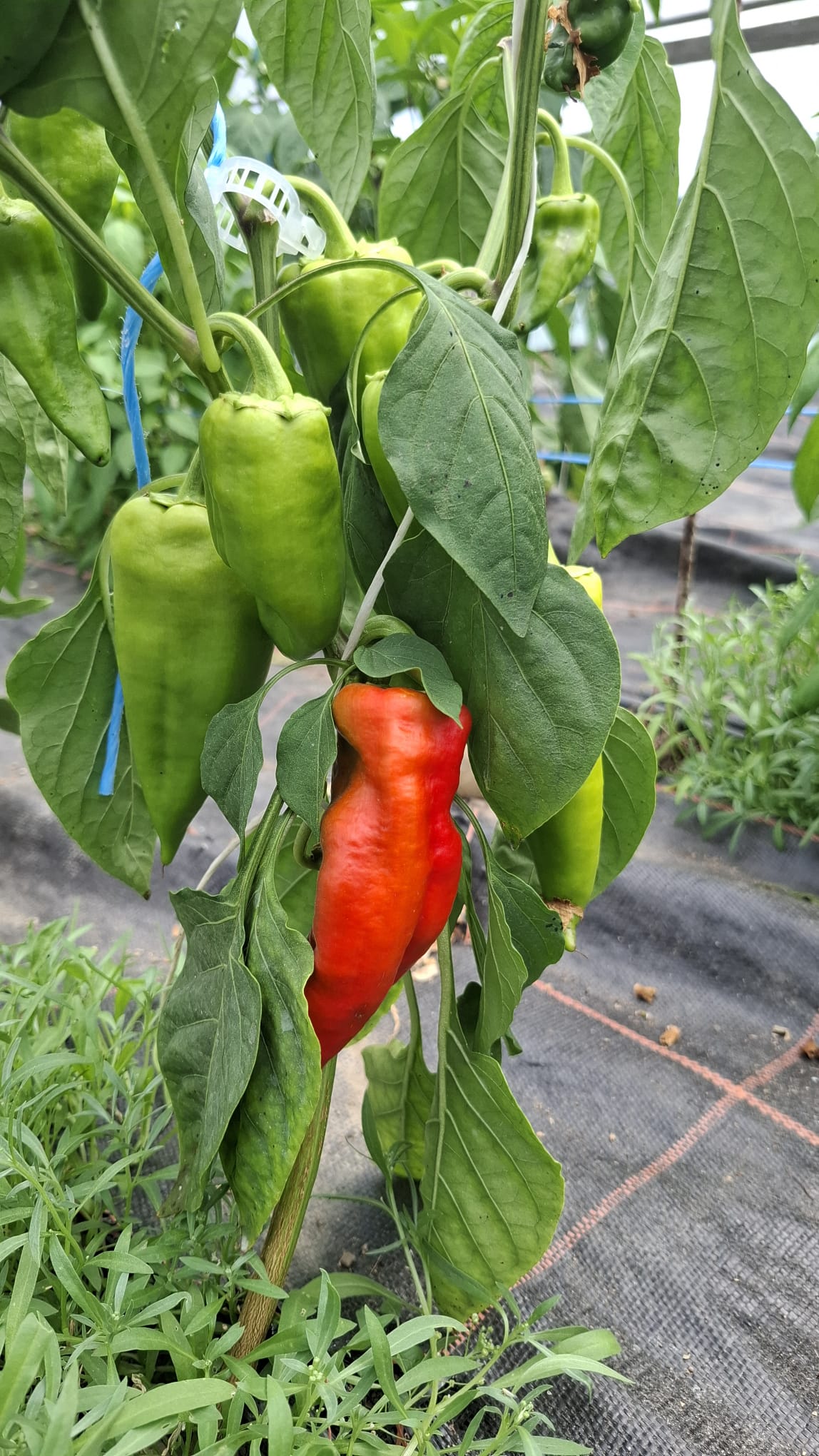 Auch unsere Peperoni entwickeln sich hervorragend.