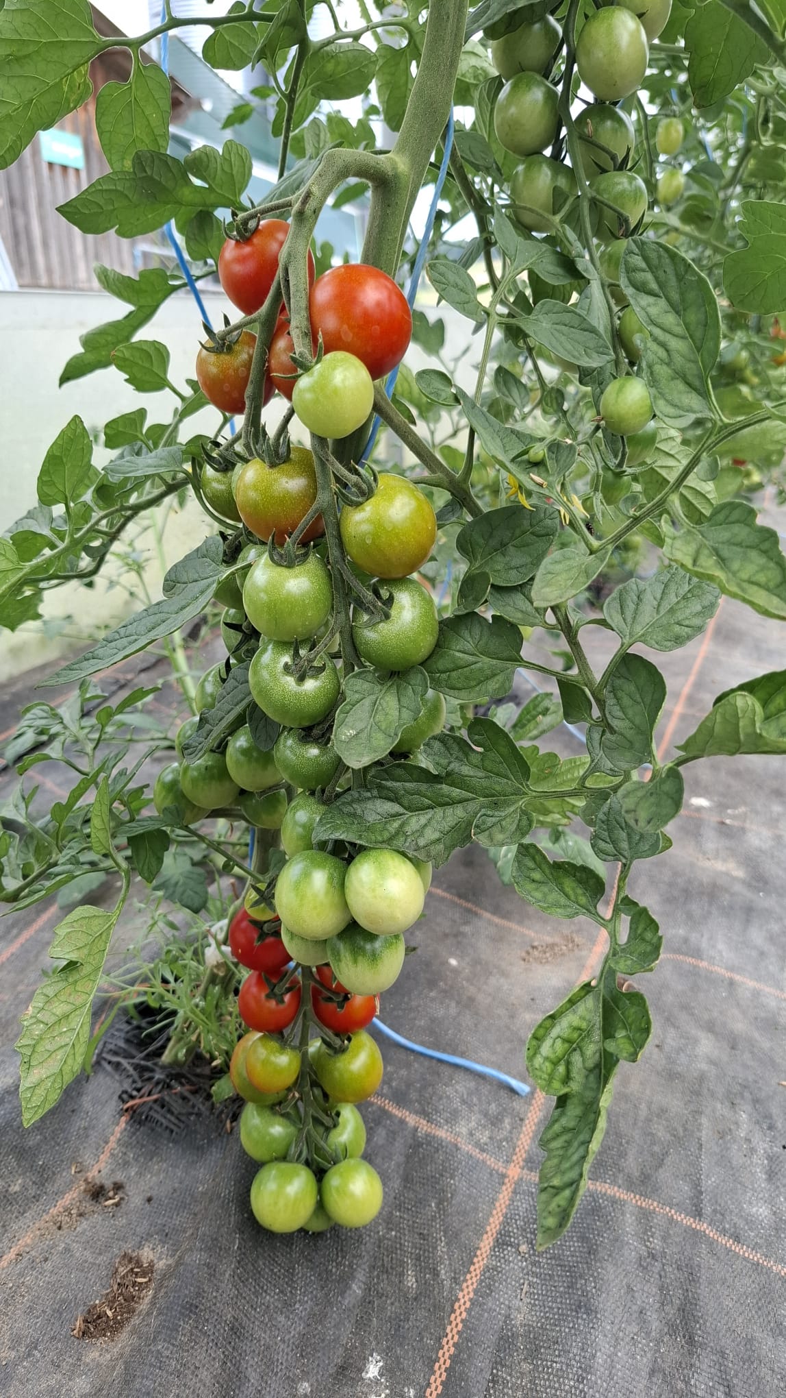Unsere Tomatenstauden tragen eine reiche Ernte.