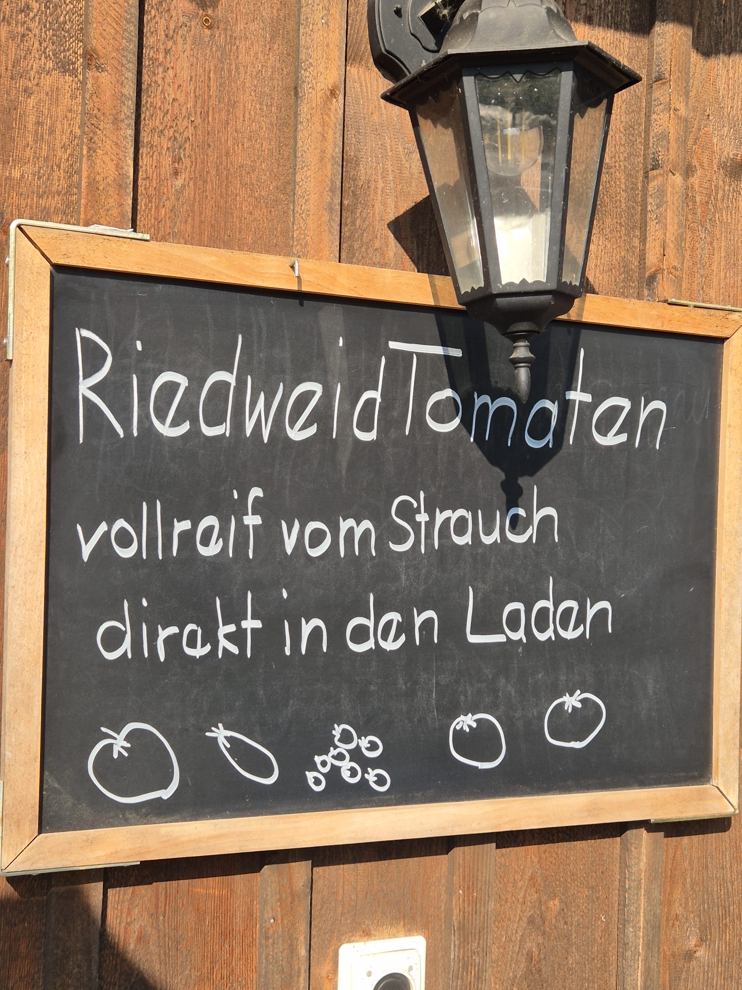 Tomaten – frisch gepflückt!