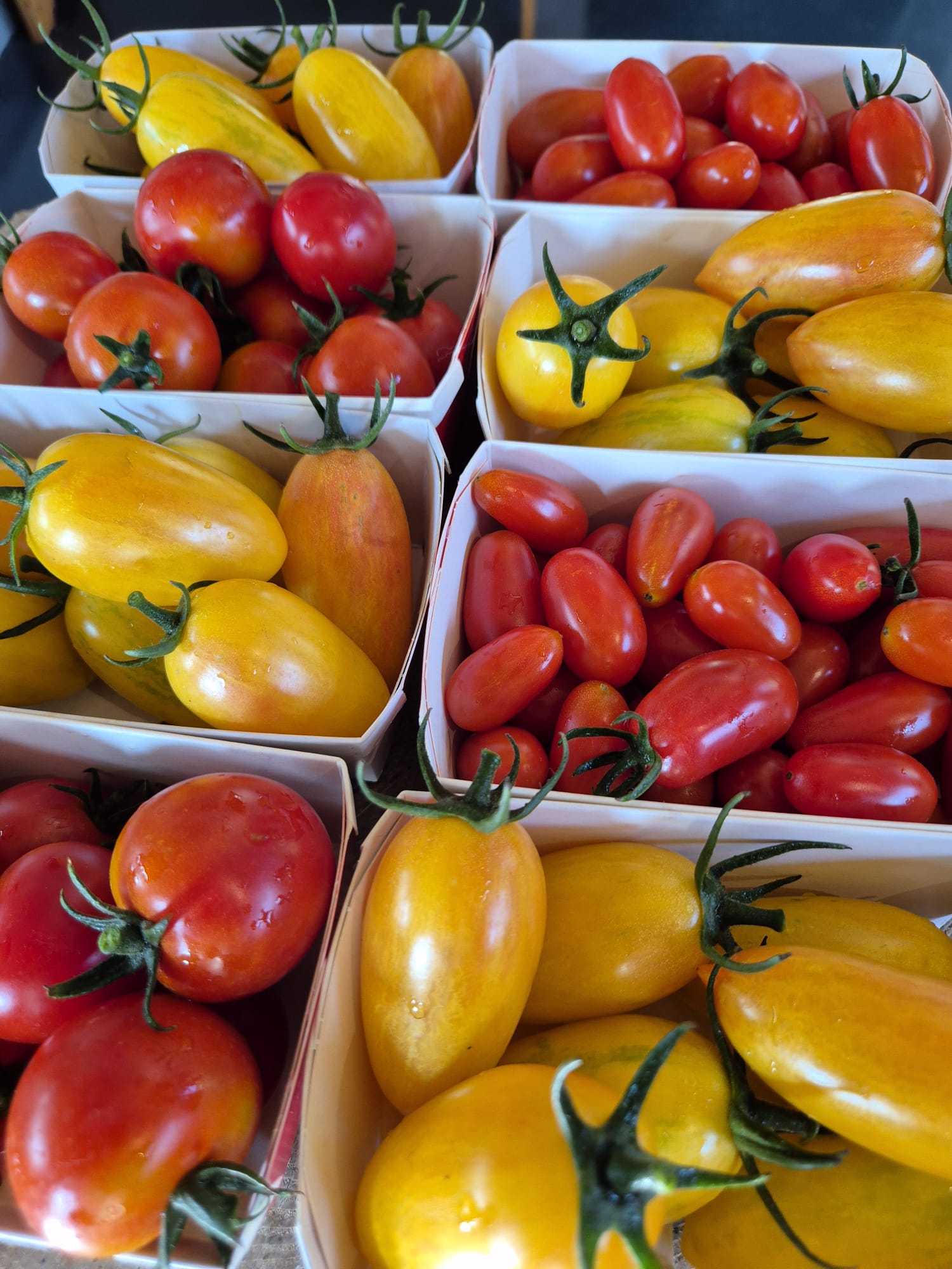 Klein und aromatisch – unsere Cherrytomaten.