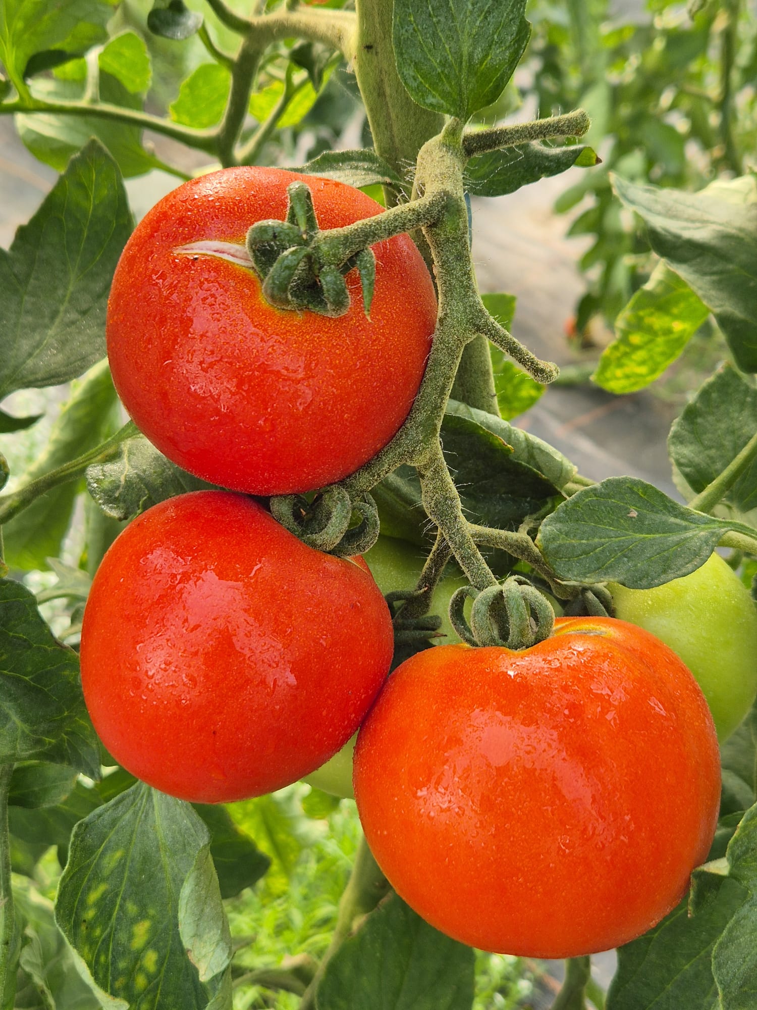 Unsere Tomaten wachsen gut heran.