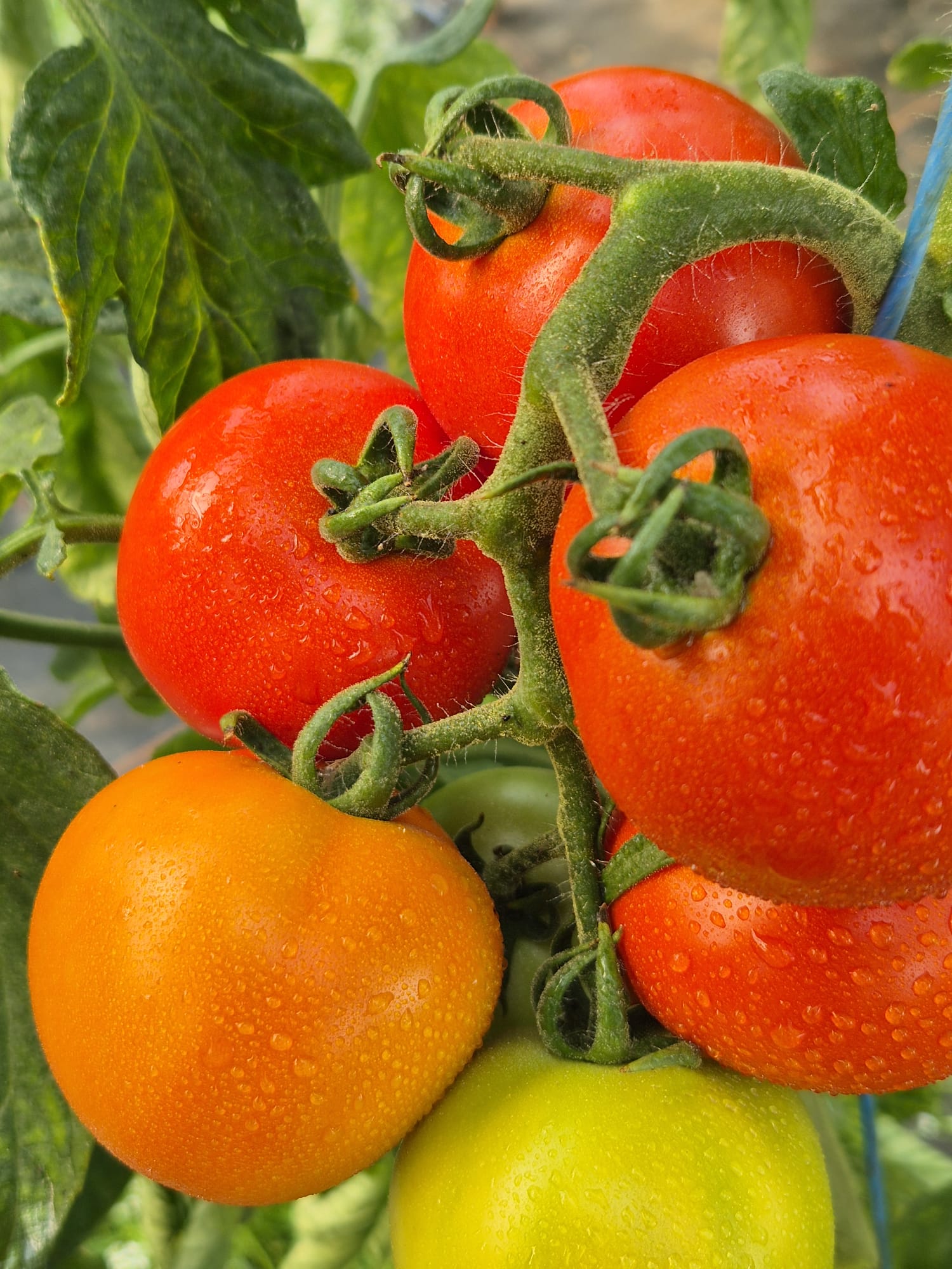Tomaten: Sie gehören in jede Sommerküche.