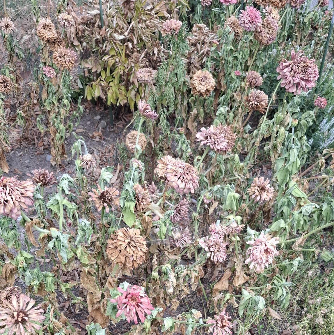 Auch den Blumen fehlt das Wasser.