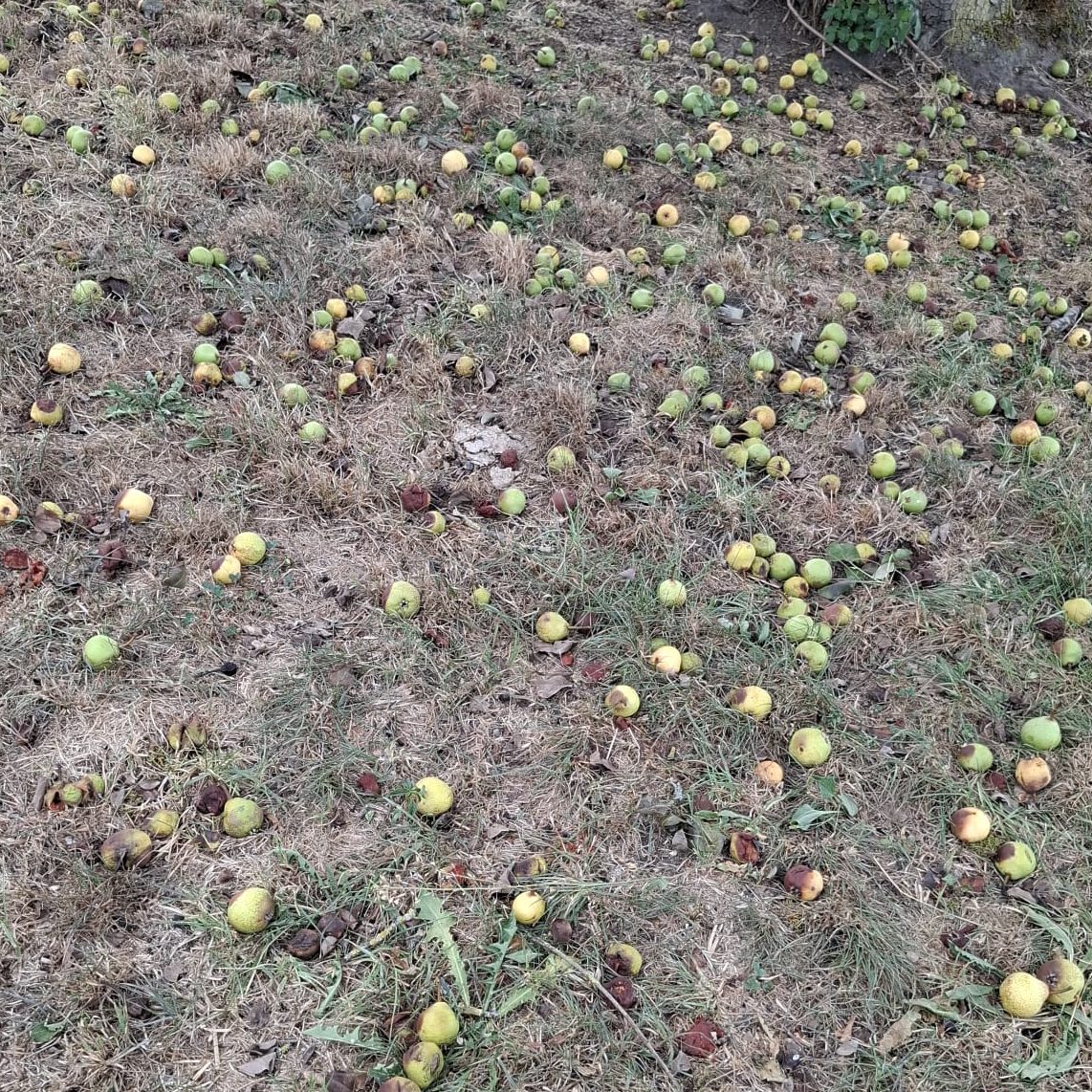 Die Obstbäume verlieren ihre Früchte, obwohl sie noch nicht reif sind.