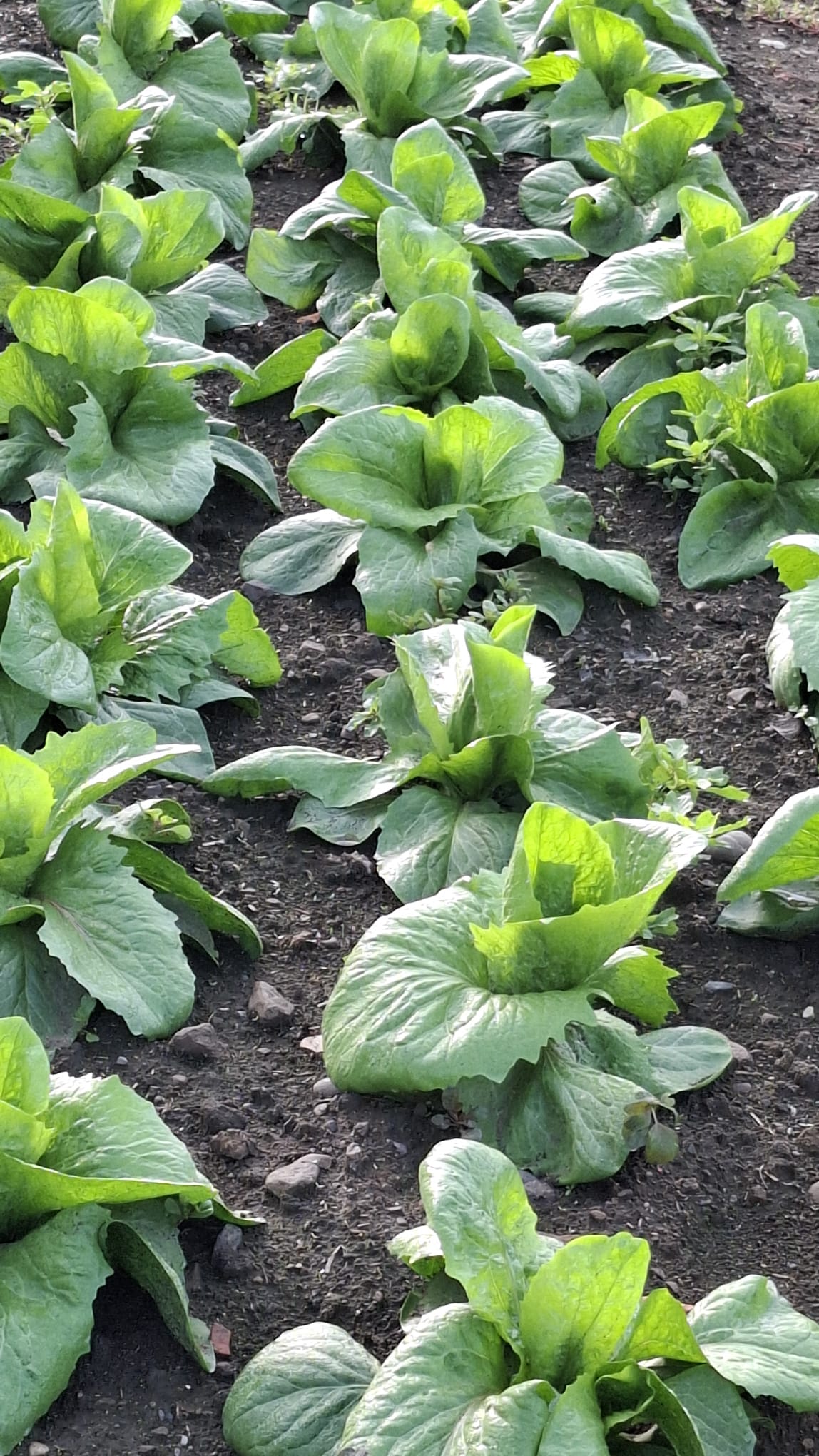 Unser Salat – frisch, knackig und voller Geschmack.