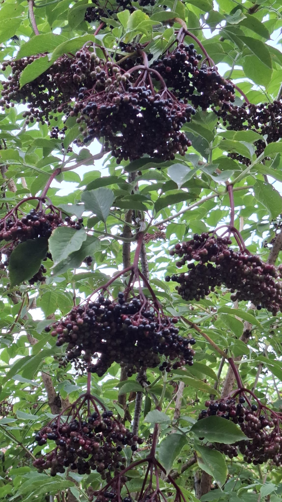 Die Holunderbeeren reifen. Wir freuen uns schon darauf, welche feinen Köstlichkeiten wir daraus zubereiten können.