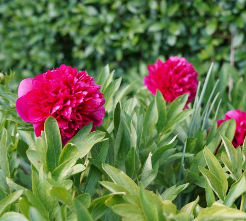 Blumen zum selber schneiden vom Hof Riedweid im Seetal