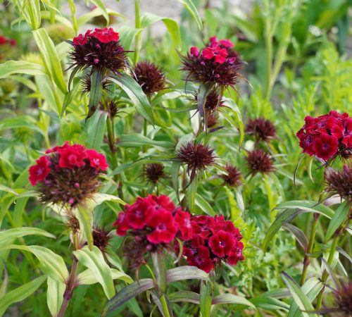 Blumen Hof Riedweid