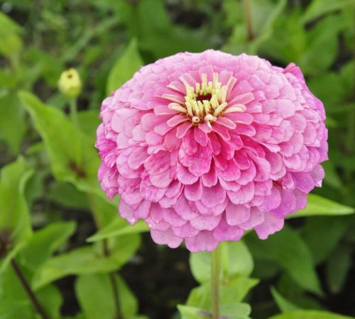 Blumen zum selber schneiden vom Hof Riedweid im Seetal