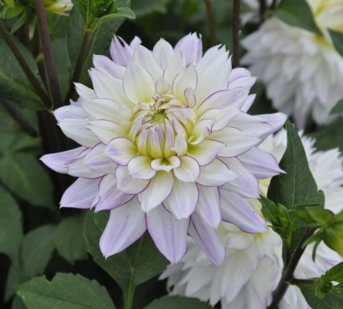 Blumen zum selber schneiden vom Hof Riedweid in Mosen