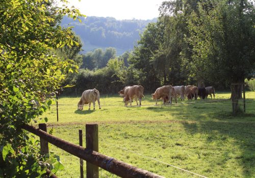 Kuhherde am grasen auf dem Hof Riedweid in Mosen