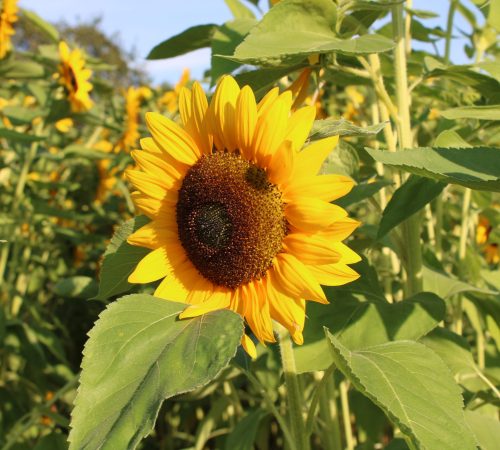 Blumen zum selber schneiden vom Hof Riedweid im Seetal