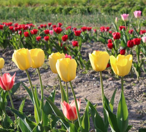 Tulpen zum selber schneiden vom Hof Riedweid im Seetal