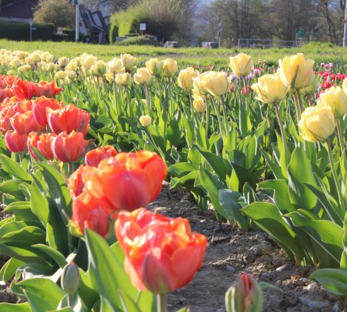 Tulpen zum selber schneiden vom Hof Riedweid im Seetal