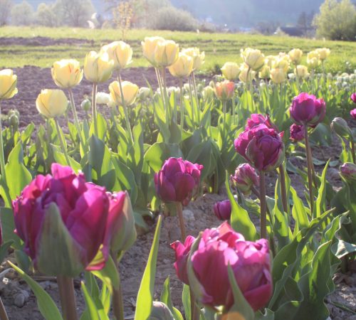 Blumen zum selber pflücken vom Hof Riedweid im Seetal