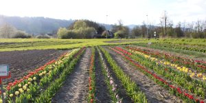 Blumen Blumen zum selber pflücken vom Hof Riedweid im Seetal