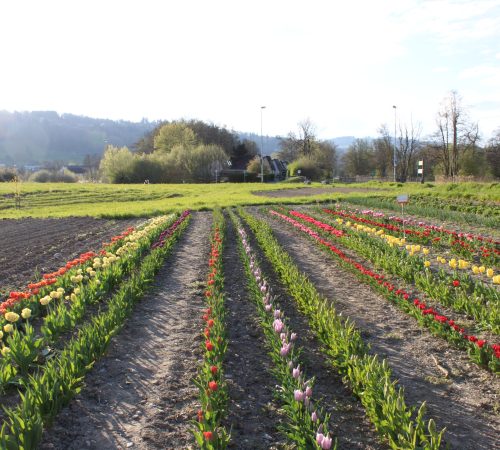 Blumen zum selber pflücken vom Hof Riedweid im Seetal