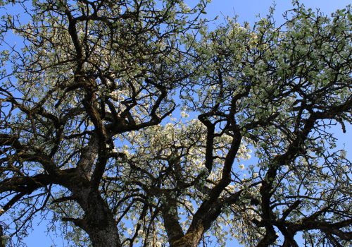 Blüte vom Apfelbaum auf dem Hof Riedweid in Mosen
