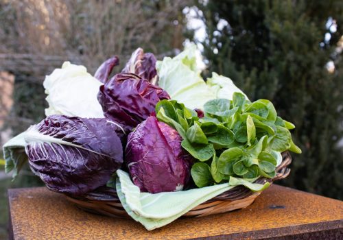Auch im Winter gibt es vorzügliche Salate.