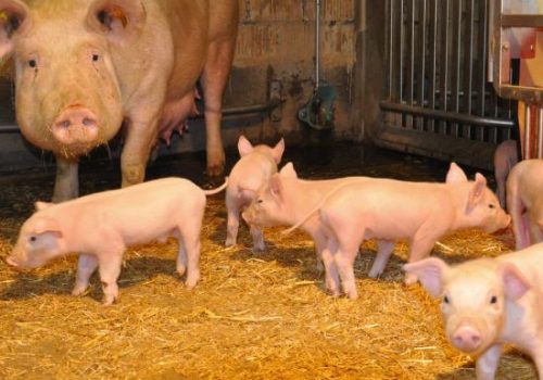Muttersau mit ihren kleinen auf dem Hof Riedweid
